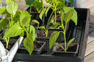 Plateau d'Arrosage et Couvercle